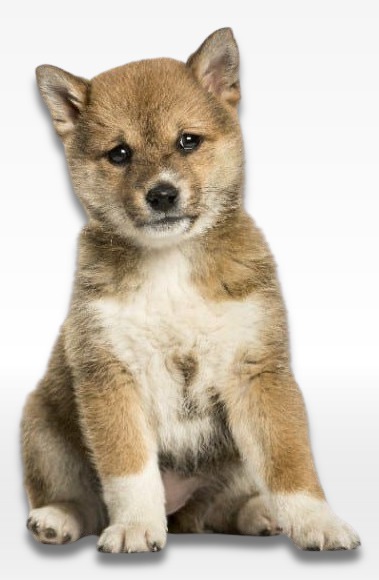 Shiba Inu Puppy For Sale