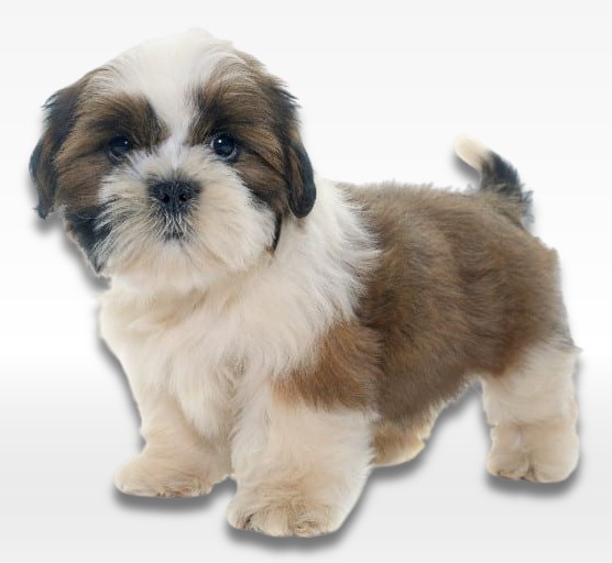 Shih Tzu Puppy For Sale