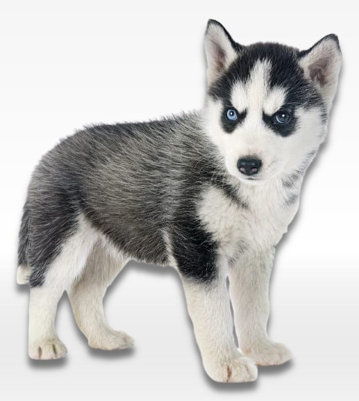 Siberian Husky Puppy For Sale