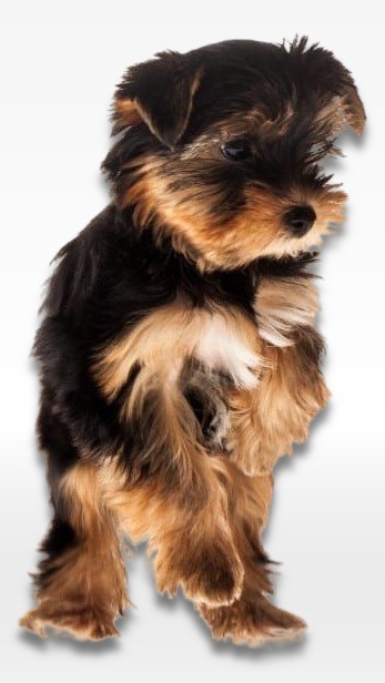 Silky Terrier Puppy For Sale