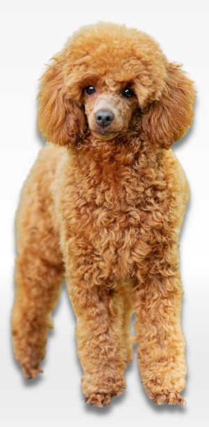 Standard Poodle Puppy For Sale
