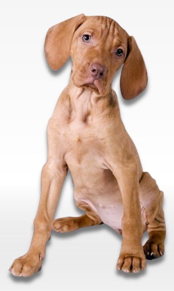 Vizsla Puppy For Sale