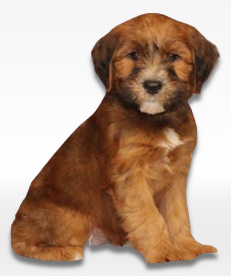 Whoodle Puppy For Sale