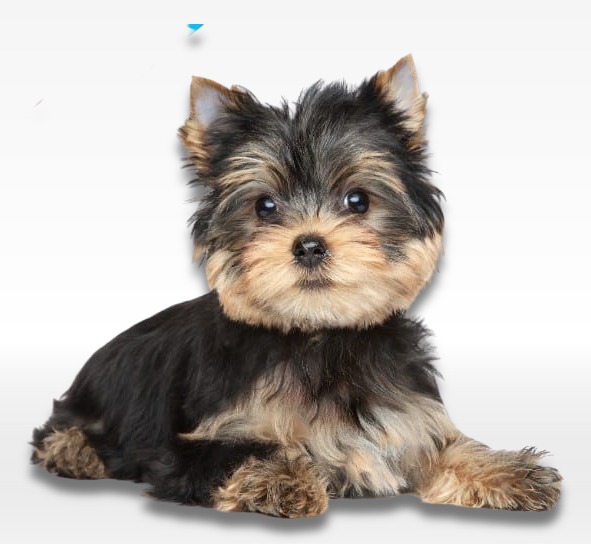 Yorkshire Terrier Puppy For Sale